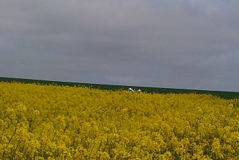 imkers in koolzaad